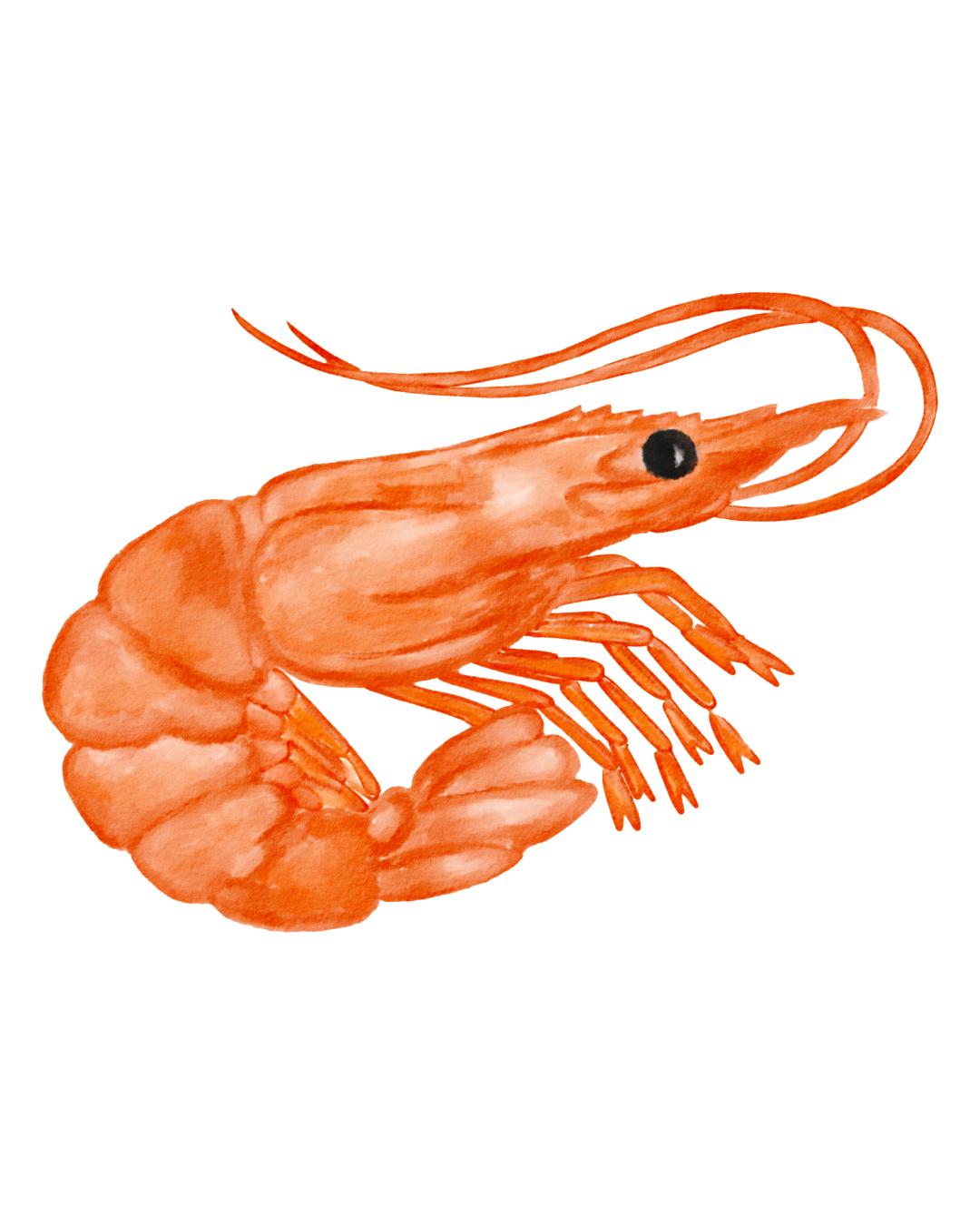 LE PANIER D’CRABE (1)